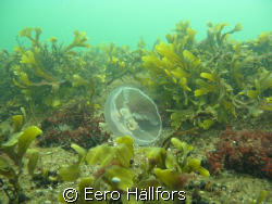 Jellyfish, Taken in Hanko Finland 30.8 by Eero Hällfors 